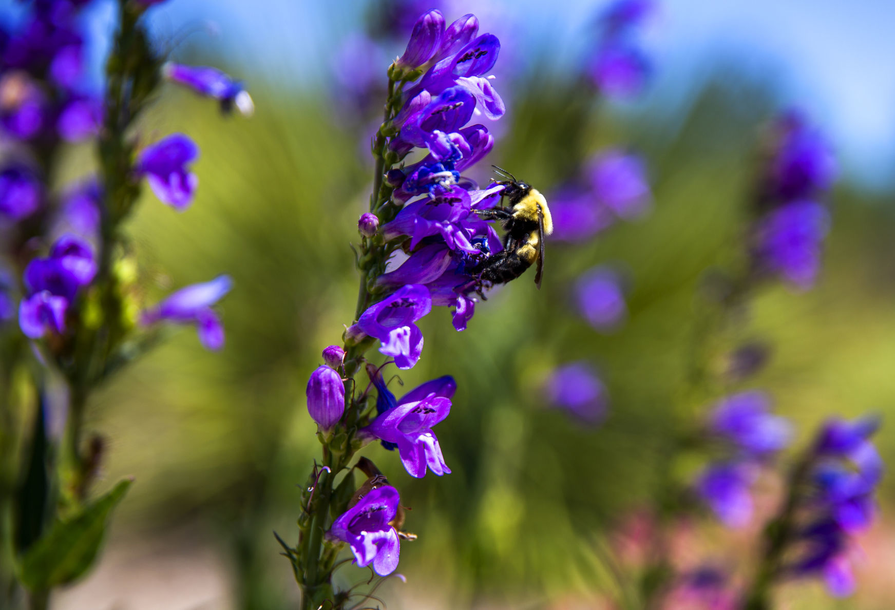 Xeriscaping